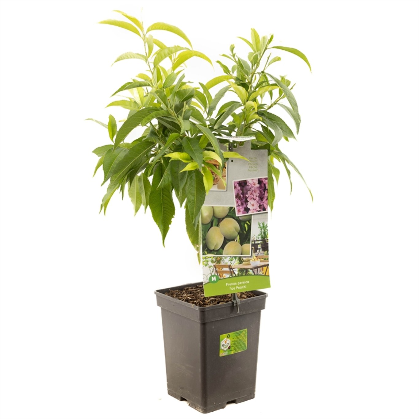 Persika – Prunus persica 'Ice Peach' - C5